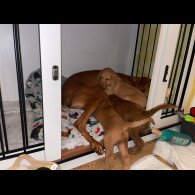 Hungarian Vizsla - Bitches