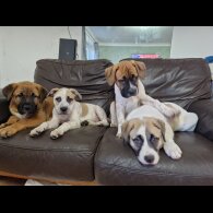 Mixed Breed - Bitches