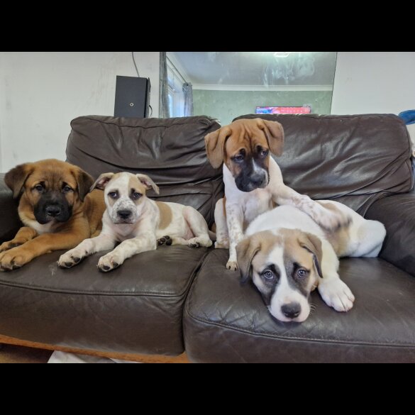 Mixed Breed - Bitches