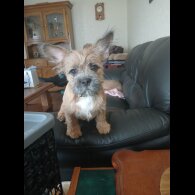 Mixed Breed - Bitches