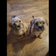 Mixed Breed - Bitches