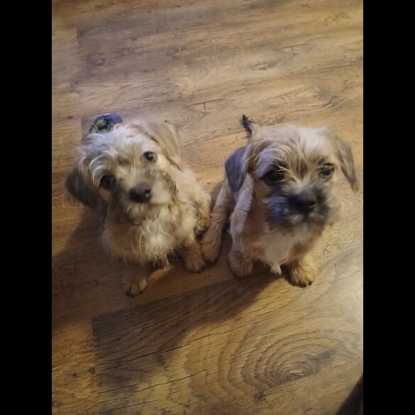 Mixed Breed - Bitches