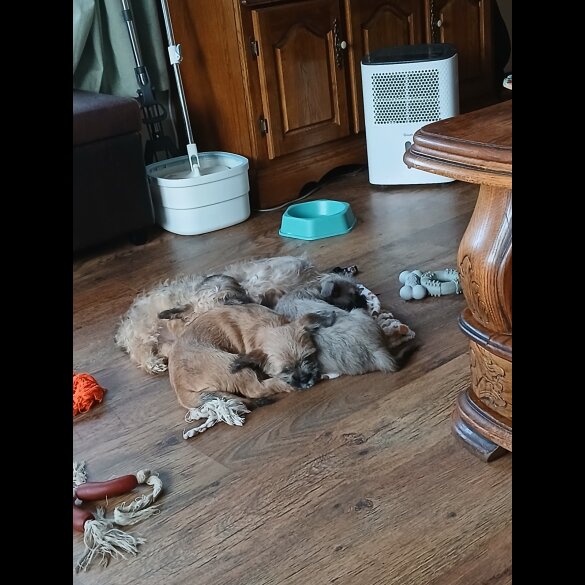 Mixed Breed - Bitches