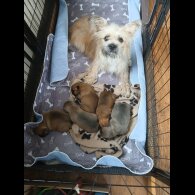Mixed Breed - Bitches