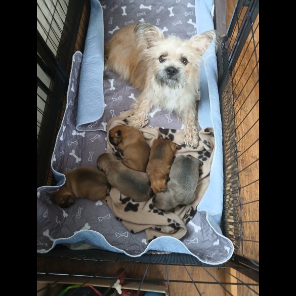Mixed Breed - Bitches