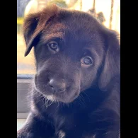 Mixed Breed - Both