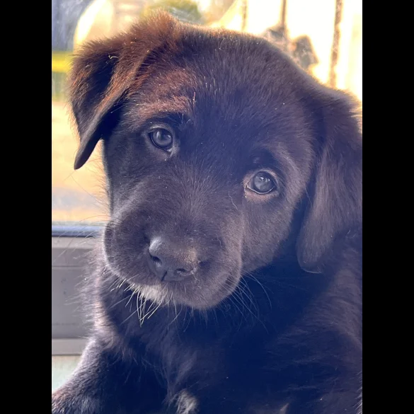 Mixed Breed - Both