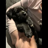 Mixed Breed - Both