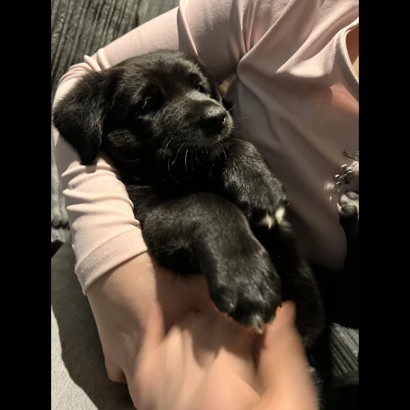 Mixed Breed - Both
