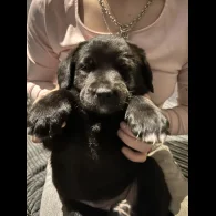 Mixed Breed - Both