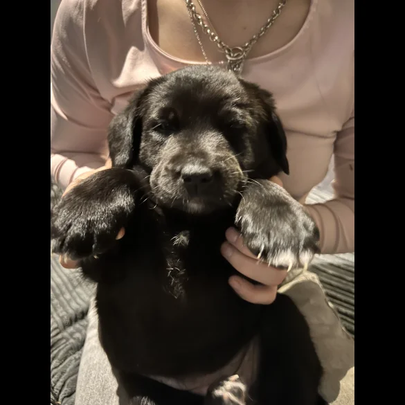 Mixed Breed - Both
