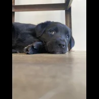 Mixed Breed - Both