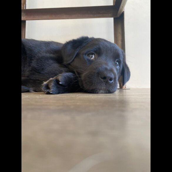 Mixed Breed - Both