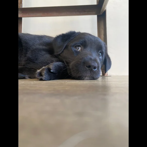 Mixed Breed - Both