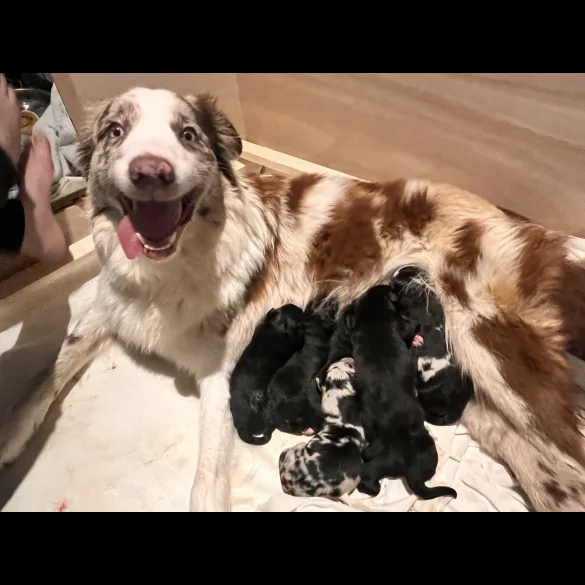 Mixed Breed - Both