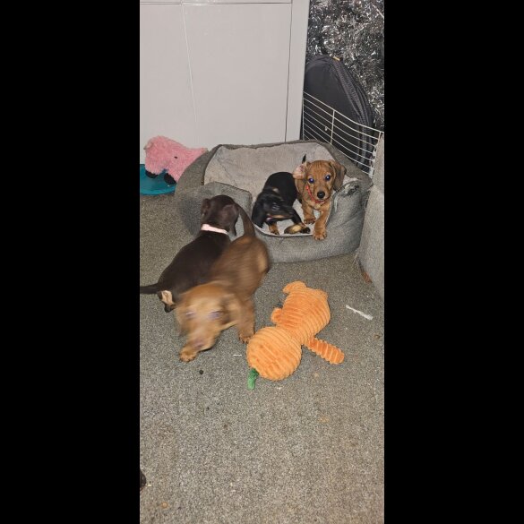 Mixed Breed - Both
