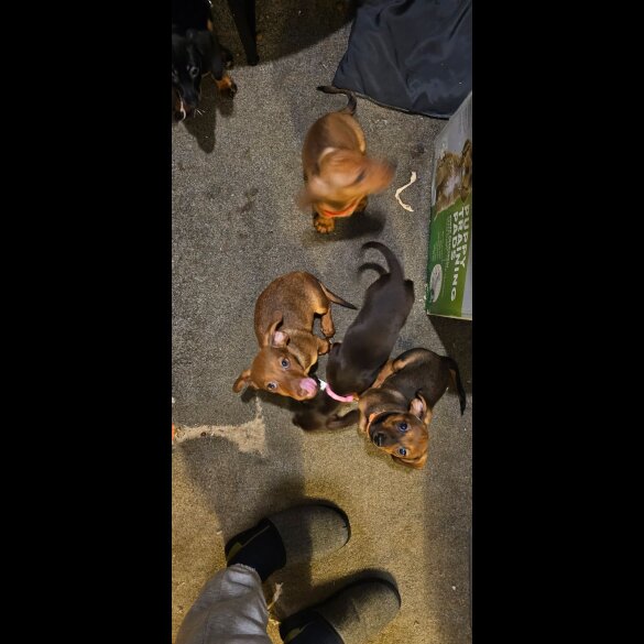 Mixed Breed - Both