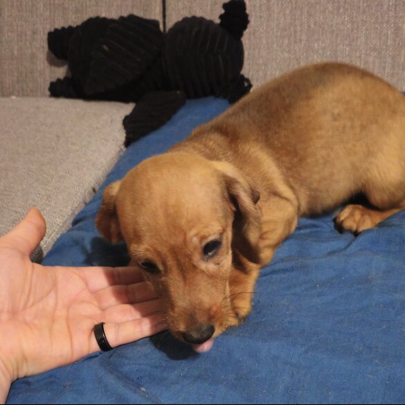 Mixed Breed - Both