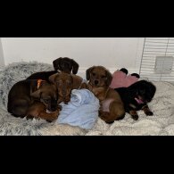 Mixed Breed - Both
