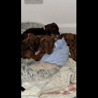Mixed Breed - Both