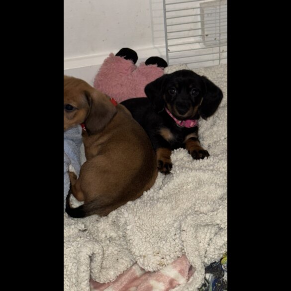 Mixed Breed - Both