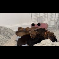Mixed Breed - Both