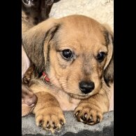 Mixed Breed - Both