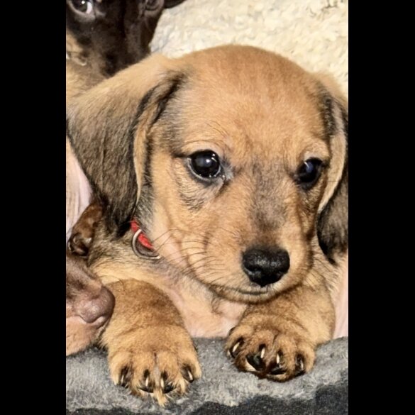 Mixed Breed - Both