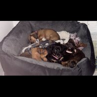 Mixed Breed - Both