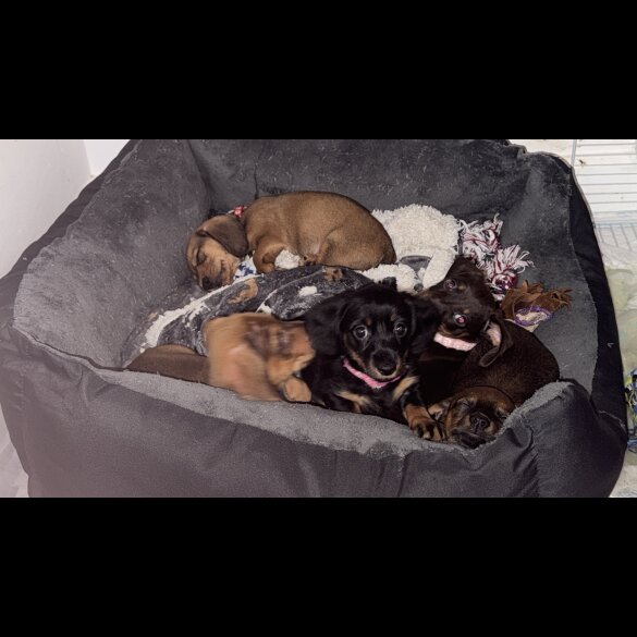 Mixed Breed - Both