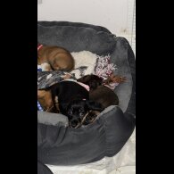 Mixed Breed - Both