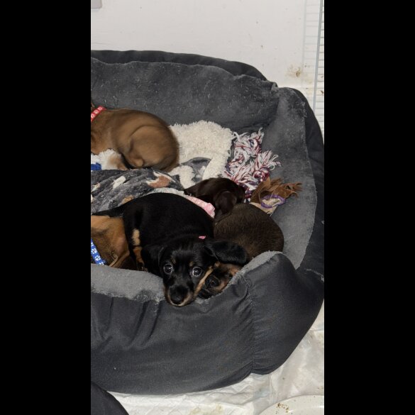 Mixed Breed - Both
