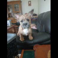 Mixed Breed - Bitches