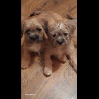 Mixed Breed - Bitches
