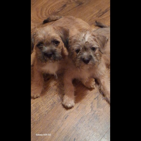 Mixed Breed - Bitches
