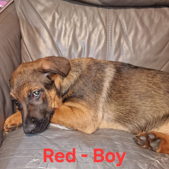 Mixed Breed - Both
