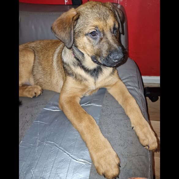Mixed Breed - Both