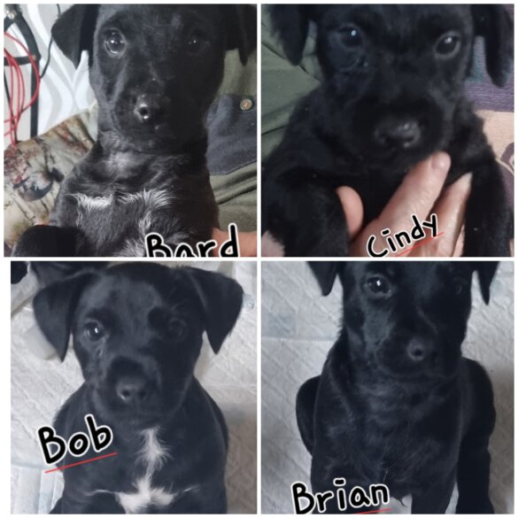 Patterdale Terrier - Both