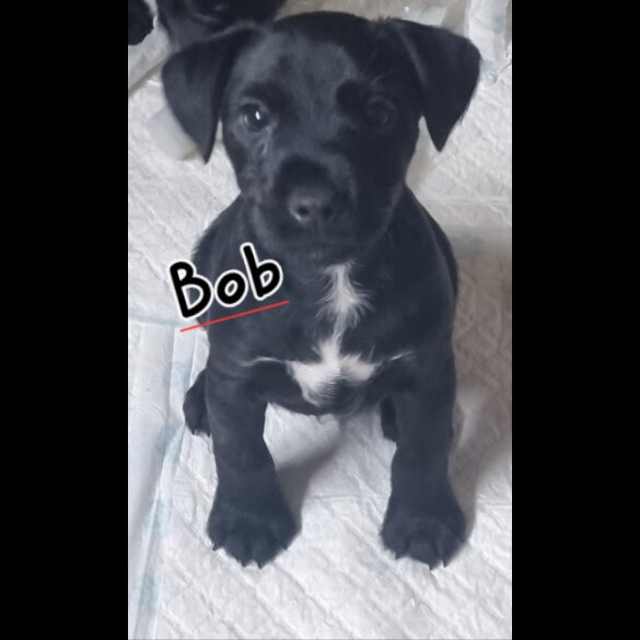 Patterdale Terrier - Both