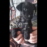 Patterdale Terrier - Both