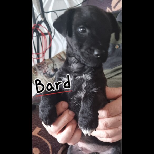 Patterdale Terrier - Both