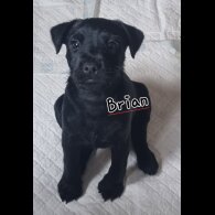 Patterdale Terrier - Both