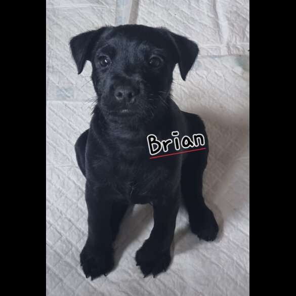 Patterdale Terrier - Both