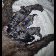 Patterdale Terrier - Both