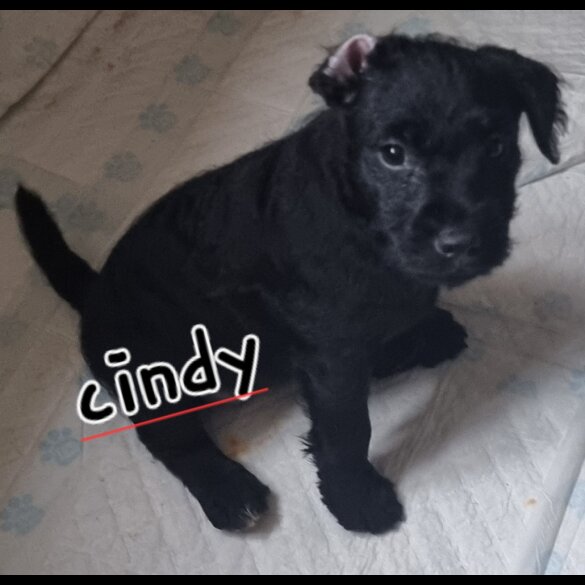 Patterdale Terrier - Both