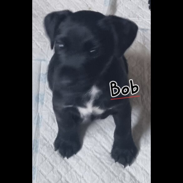 Patterdale Terrier - Both