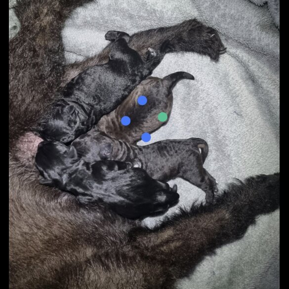 Patterdale Terrier - Both