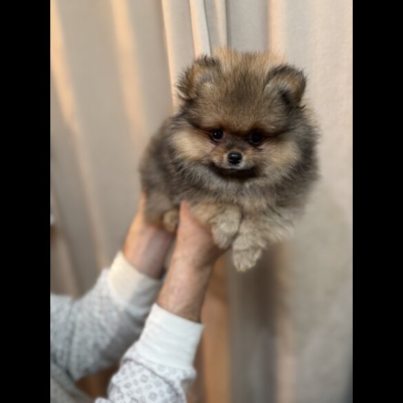 Pomeranian - Dogs