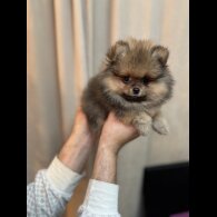 Pomeranian - Dogs