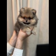 Pomeranian - Dogs